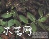中药大全